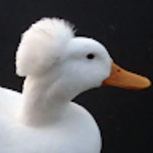 Meet your Posher, Liam